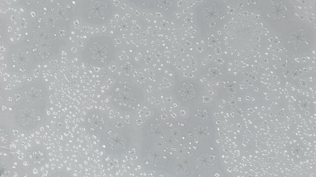 Microscopic view of star like salt crystals and geometric patterns forming as a brine evaporates, revealing intricate natural crystallization on a plain background