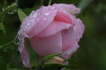 Macro close-up of vibrant garden flowers with natural light and soft bokeh. Detailed floral textures, fresh spring and summer nature background for design, branding and decor.