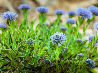flor llamada comúnmente botones azules, Jasione Montana © Ricardo