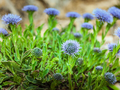 flor llamada com&uacute;nmente botones azules, Jasione Montana