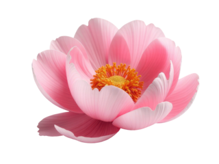 A close-up shot of a single pink flower against a plain white background, ideal for use in designs and compositions where simplicity is key