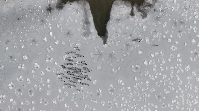 Breathtaking aerial view of a wolf pack running across a frozen lake in winter, showcasing teamwork, survival and motion as they hunt across snow and ice in a stark wilderness landscape