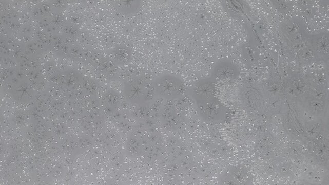 Close up micrograph of leaf epidermis showing stomata, guard cells and trichomes under high magnification, highlighting cellular texture and structures for botanical research