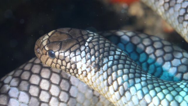 An olive sea snake&acirc;&euro;&trade;s detailed skin texture is seen in close focus at 8th Wonder, Manuk, Maluku.