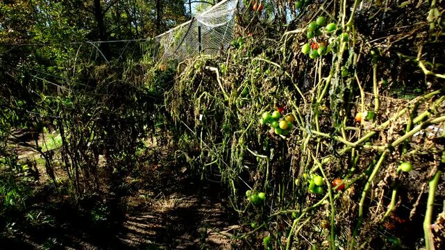 Moving camera backward showing withered cherry tomato plants and some fruits still hanging from vines after first frost killed most crops. There is chickens enclosure adjacent to vegetable garden