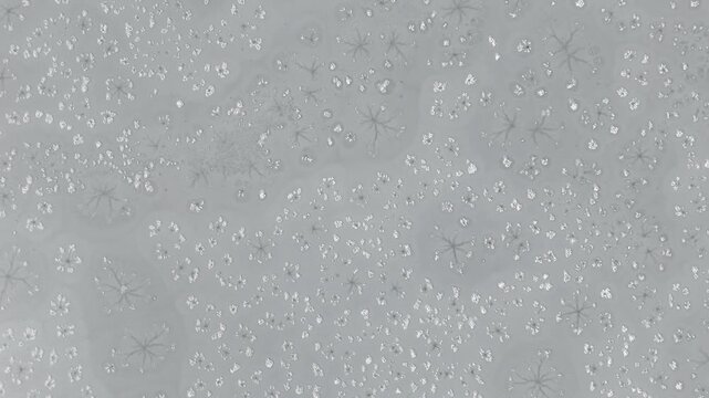 Close up of dendritic and spherulite crystals rapidly forming in solution, showing nucleation, solidification and branching microscopic growth patterns for chemistry research