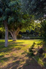 Obraz premium path in the park