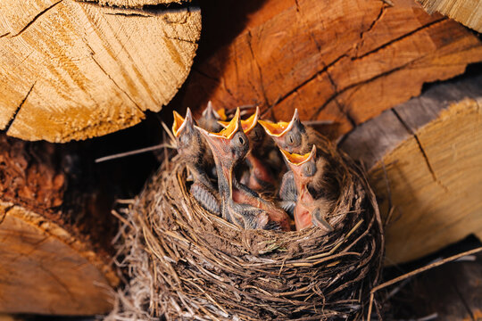 Baby birds in a nest with open beaks waiting to be fed, nestled between wooden logs in natural light.