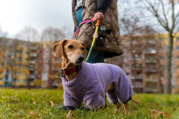 Dachshund dog wearing coat walking with woman in park © lorenzophotoprojects