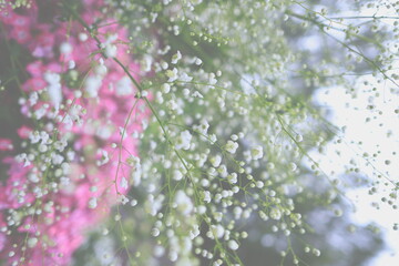 Naklejka premium Horizontal floral texture background with small white flowers in sharp focus and soft pink flowers blurred in the background. Natural, delicate spring or summer composition with shallow depth of field