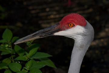 Fototapeta premium Closeup portrait of a Sandhill Crane, Grus canadensis