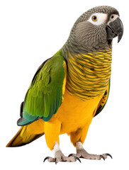 Obraz premium PNG Parrot animal bird wildlife.