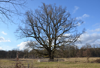 Gesch&uuml;tzter alter Baum mit Zaun