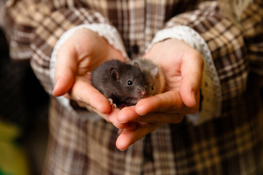 A small black pet rat nestled in gentle hands against a cozy plaid shirt. Soft lighting highlights its curious eyes and fluffy fur, evoking warmth, care and companionship.