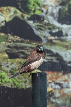 Lonchura striata domestica bird cose up. Bronze mannikin bird from afrotropic. Vertical photo.