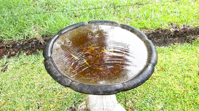Footage of a full bird bath on a pedestal in a domestic garden after a rainstorm in the Blue Mountains in New South Wales, Australia.