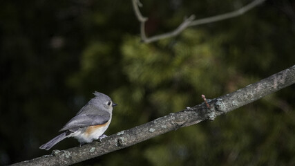 Tufted titmouse bird perching on tree branch