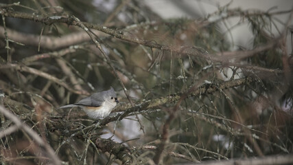 Tufted titmouse bird perching on pine branches in winter
