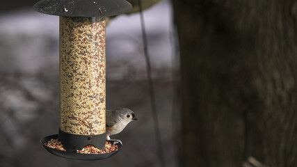 Tufted titmouse bird feeding at bird feeder © miro