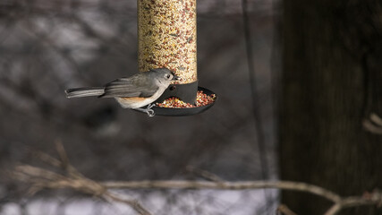 Tufted titmouse bird perched on a birdfeeder, eating seeds in winter © miro