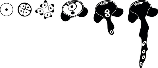 Fototapeta premium Black silhouette of pollen germination and pollen tube growth in gymnosperms. Sexual process in spruce from the microspore mother cell to the male gametophyte (pollen grain).