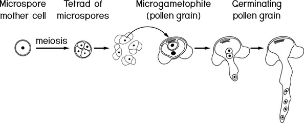 Fototapeta premium Coloring page with pollen germination and pollen tube growth in gymnosperms. Sexual process in spruce from the microspore mother cell to the male gametophyte (pollen grain). 