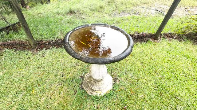 Footage of a full bird bath on a pedestal in a domestic garden after a rainstorm in the Blue Mountains in New South Wales, Australia.