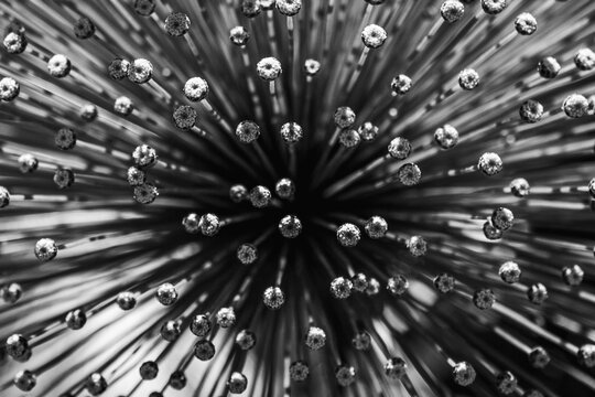 Sempre Viva Em Preto e Branco