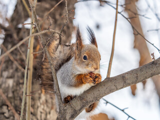 Fototapeta premium The squirrel with nut sits on tree in the winter or late autumn