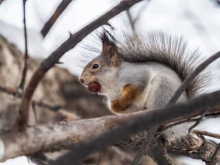 Fototapeta premium The squirrel with nut sits on tree in the winter or late autumn