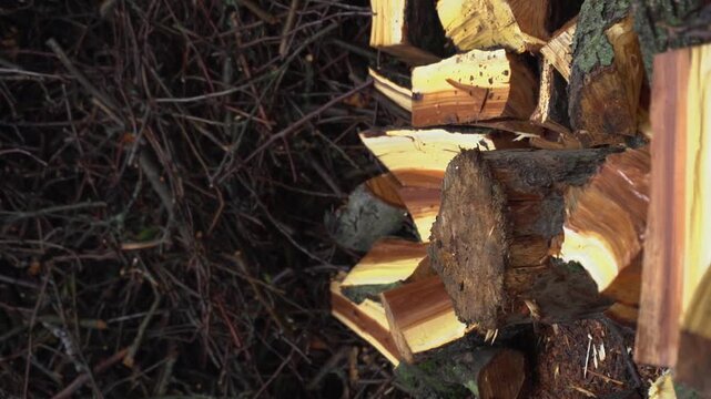 preparing for winter chopping stumps for firewood to heat the house