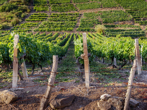 larga extensi&oacute;n de vi&ntilde;as en verano en Abeleda, Ourense, Galicia, Espa&ntilde;a
