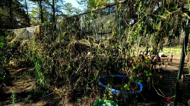 Withered cherry tomato plants tangled to trellis and fence with some fruits still hanging from dying vines after first frost killed most crops. There is chickens enclosure adjacent to vegetable garden