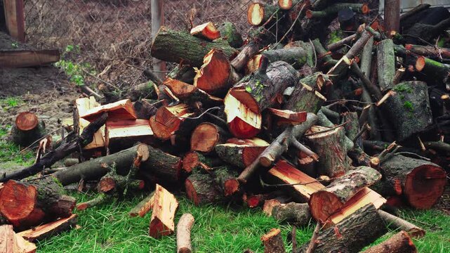 preparing for winter stacking stumps for firewood for heating the house