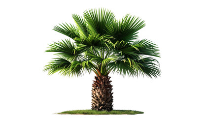Palm tree isolated on transparent background, high-quality PNG with tropical green leaves and tall trunk, perfect for summer, beach, vacation, nature, and travel designs.