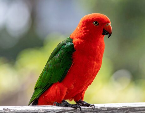 Red-bodied parrot with green wings perched on a railing, soft blurred green background