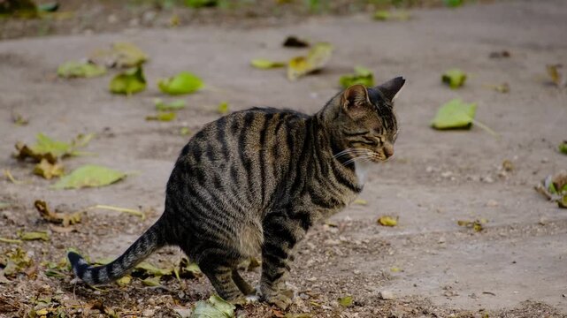 Stray Cat Instinctive Toilet Behavior. Stray Cat Natural Bathroom Behavior. Street Cat Hygiene in Urban Environment. Feral Cat Hygiene Behavior Outdoors.