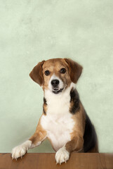 Portr&auml;t eines Beagle Mischling