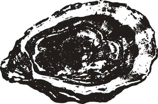 Fresh oyster shell with detailed texture and organic shape isolated on white background