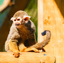 Saimiri sciureus, Common Squirrel Monkey, on a sunny summer day