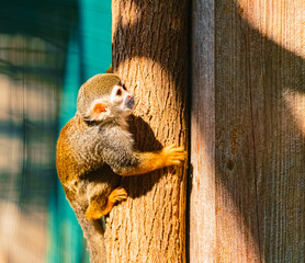 Saimiri sciureus, Common Squirrel Monkey, on a sunny summer day