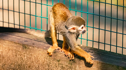 Saimiri sciureus, Common Squirrel Monkey, on a sunny summer day
