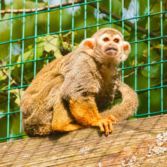 Saimiri sciureus, Common Squirrel Monkey, on a sunny summer day