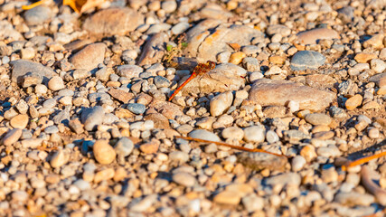 Sympetrum sanguineum, ruddy darter dragonfly, on a sunny summer day