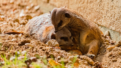 Suricata suricatta, meerkats, cuddling on a sunny summer day