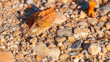 Sympetrum vulgatum, vagrant darter dragonfly, on a sunny summer day