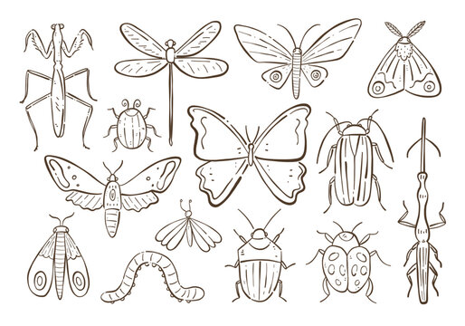 Doodle Bug collection. Cute hand-drawn terrestrial and flying insects isolated on white background. Vector illustration.