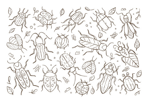 Insects hand drawn outline doodle background. Garden bugs drawing beetle clipart. Vector illustration.