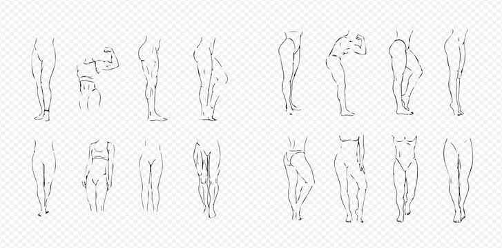 Human Body Legs Anatomy Drawing Set for Artistic Reference and Study.