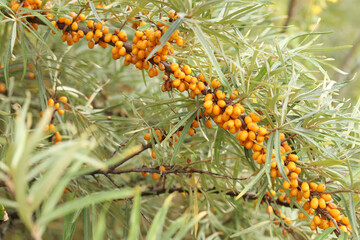 Sea buckthorn harvest. Ripe sea buckthorn berries on branches close-up. Nature. Tasty and healthy sea buckthorn berries. Bright orange berries among the leaves